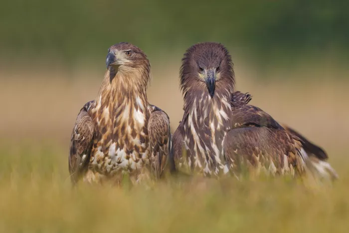Manusevich, David: Seeadler