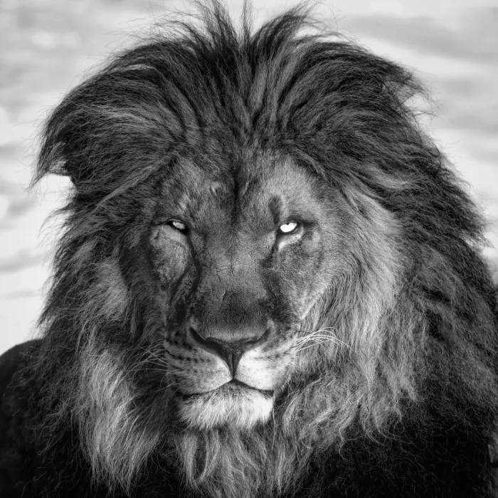 Zhao, Alex: Hi, Lion