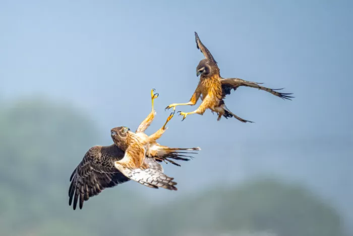 Lipinghu: Battaglia nel cielo