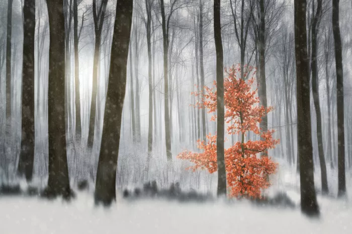 Davidsson, Gustav: Winter Wonderland