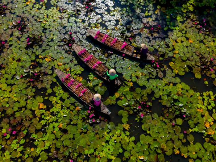 Truong, Van Tran: Water Lily Harvest in Mekong