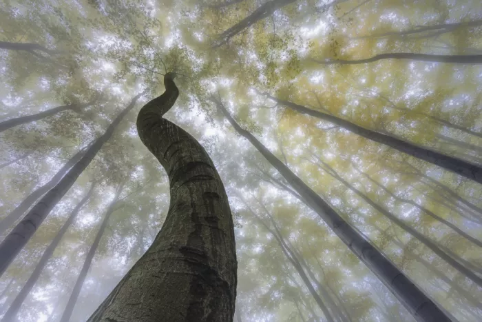 Pavlasek, Tom: Spiraling into Silence