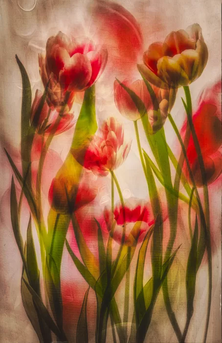 Lee, van Hilda: warm red tulips