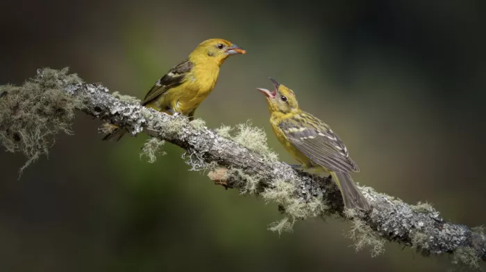 tianhuayu: The Expectant Mouth