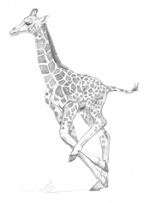Brent, Isabelle: Giraffe