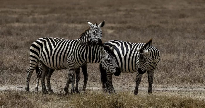 Domont, Jois: Tre zebre che giocano (cratere del Ngorongoro)