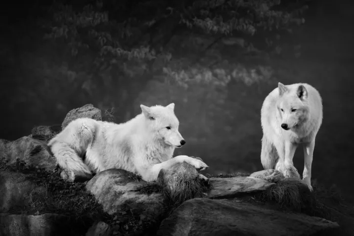 Repelnig, Hans: Polarwolves