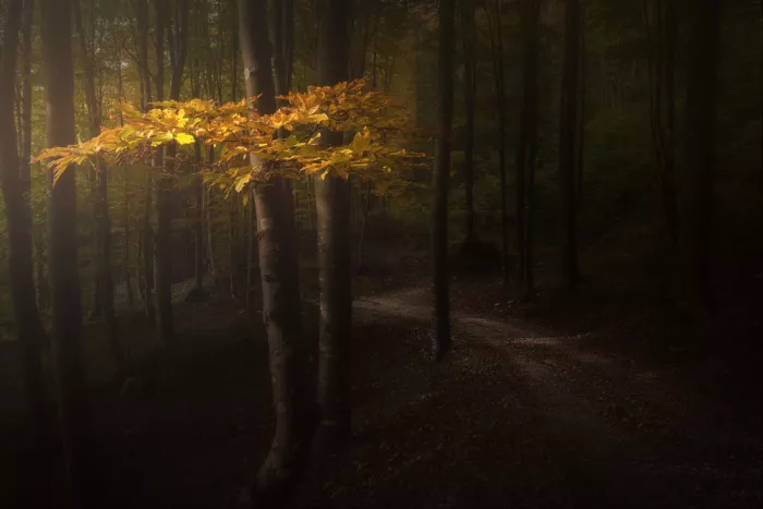 Manini, Filippo: Golden Tree