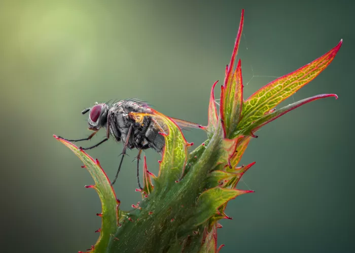 Saluja, Atul: En el borde de la floración