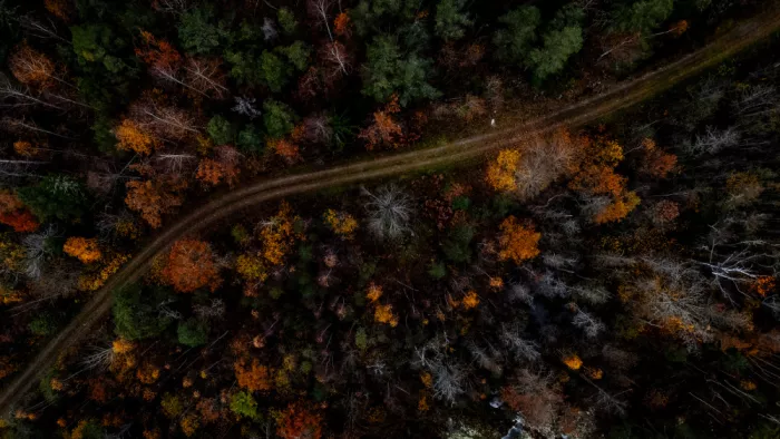 Kleimann, Stephanie: swedish forest