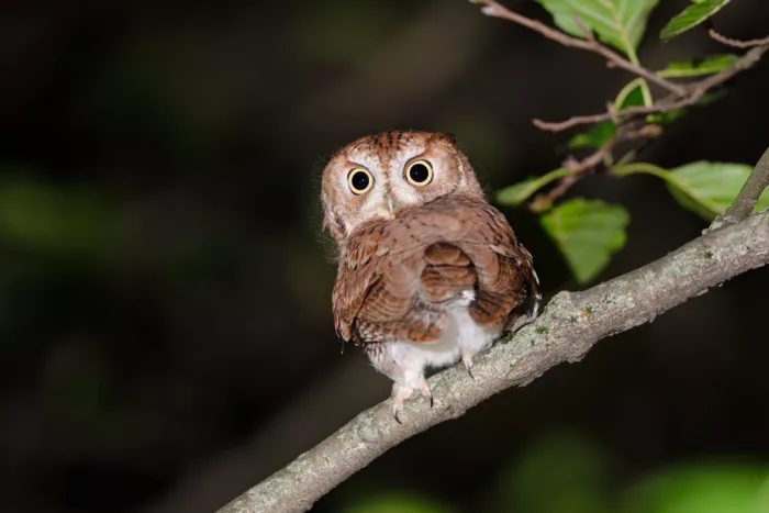Chen, Johnny: Eastern Screech Owl