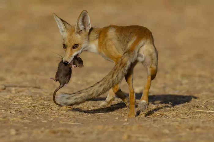 Manusevich, David: Ein Fuchs mit seiner Beute