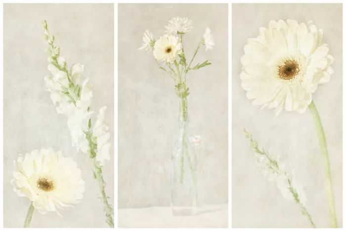 Davidsson, Gustav: Gerbera Triptych