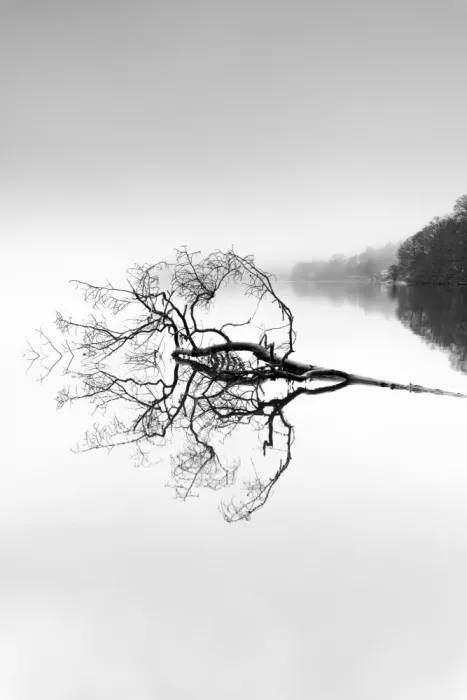 Pettersson, Benny: The tree