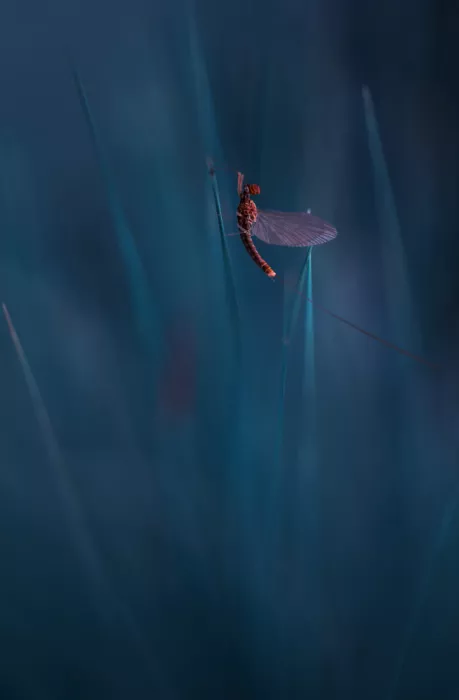 Summer2016: Mayfly
