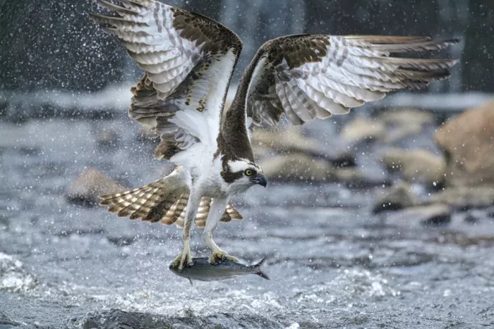 Lam, Gavin: Falco pescatore in caccia