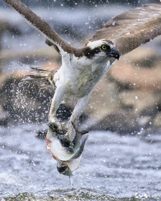 Lam, Gavin: Falco pescatore in caccia