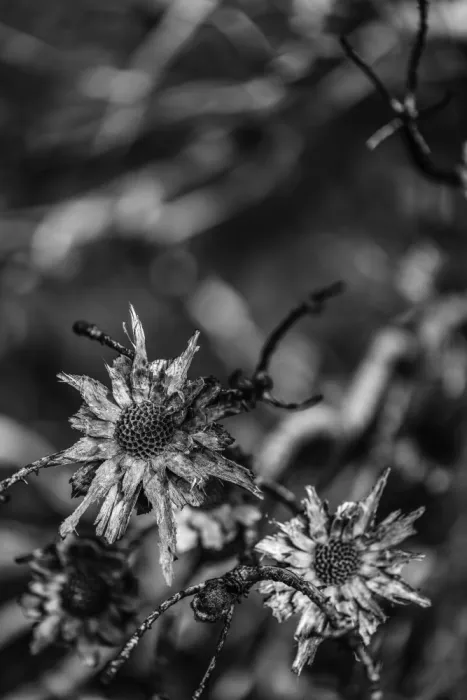 Clint, by Shot: Linguaggio della natura