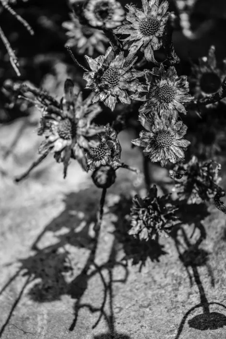 Clint, by Shot: Giardino di carbone
