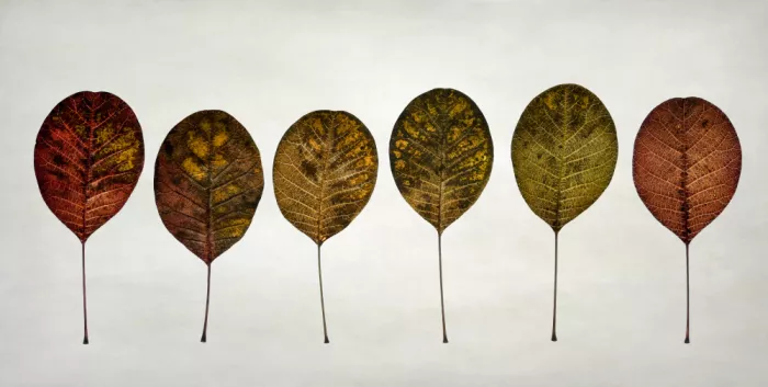 Grønkjær, Lotte: Autumn leaves