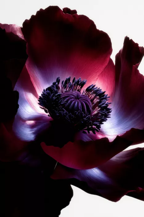 Minorstep: Lightfall Florals - Opalkern