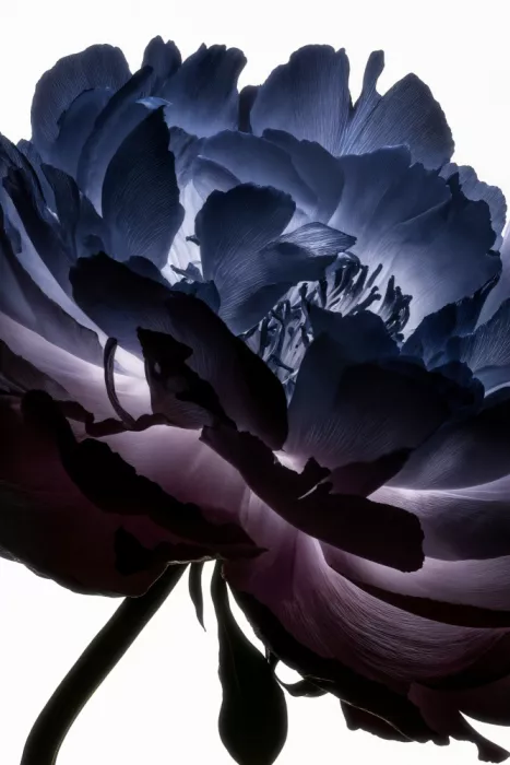 Minorstep: Lichtfall Blüten - Indigo Halo