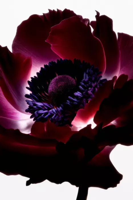 Minorstep: Lightfall Florals - Granatblüte
