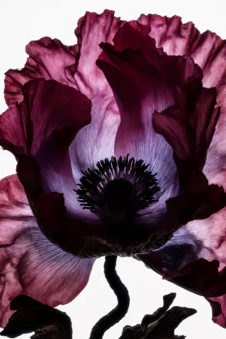 Minorstep: Lightfall Florals - Samtkelch