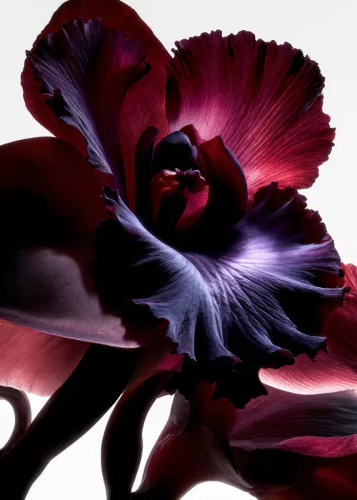Minorstep: Lichtfall Blüten - Orchideen-Bogen