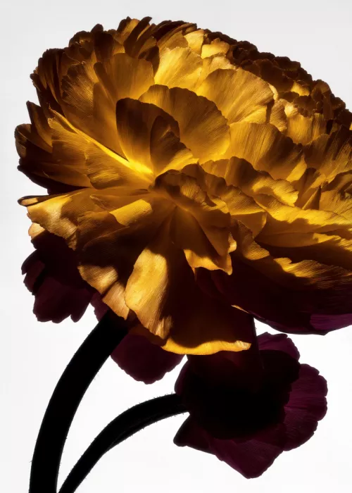 Minorstep: Lichtfall Blüten - Goldene Glut