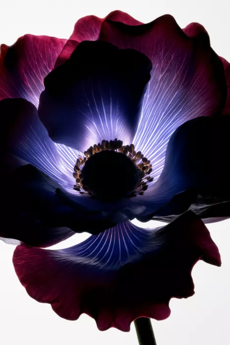 Minorstep: Lightfall Blüten - Violette Ader