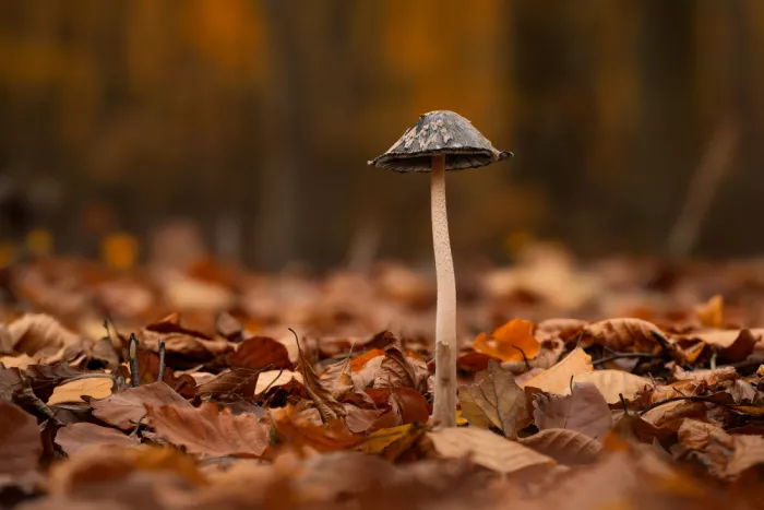 Maier, Norbert: In fall