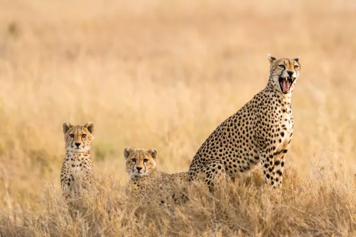 Cai, James: Mom and Cubs 5