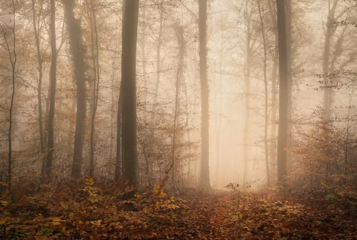 Maier, Norbert: In a fall forest right before dawn
