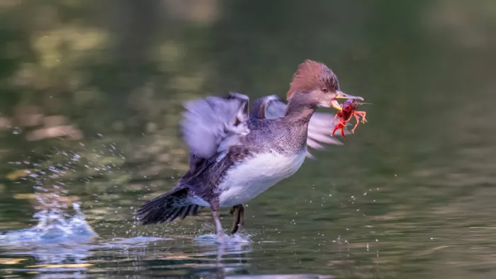 Lipinghu: Sport acquatici galleggianti