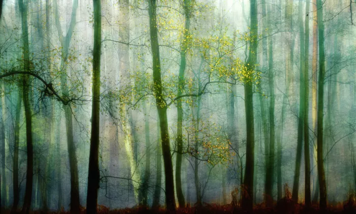 Lee, van Hilda: Styled birchtrees