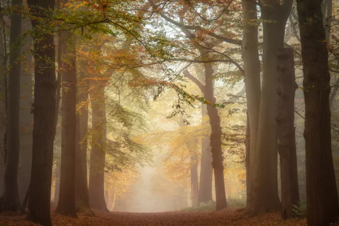 Haaksma, Piet: Foggy autumn