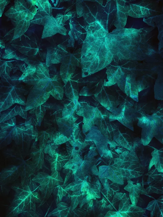 Cerantola, Angelo: Ivy Teal