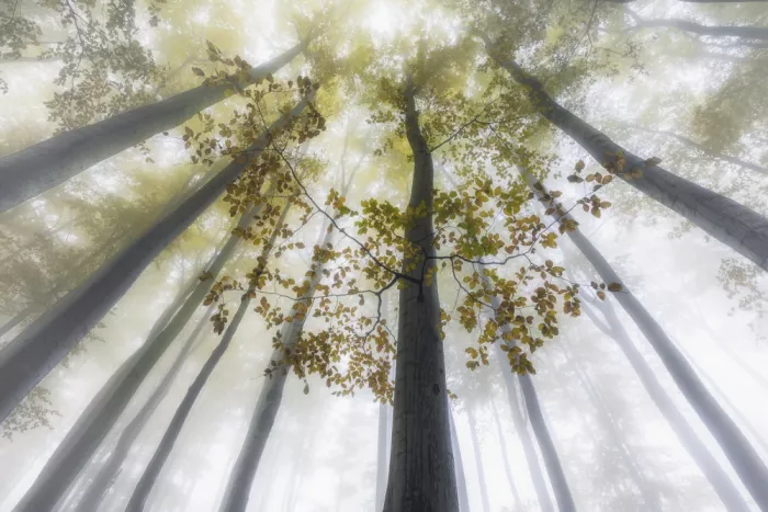Pavlasek, Tom: Where the Light Learns to Dream