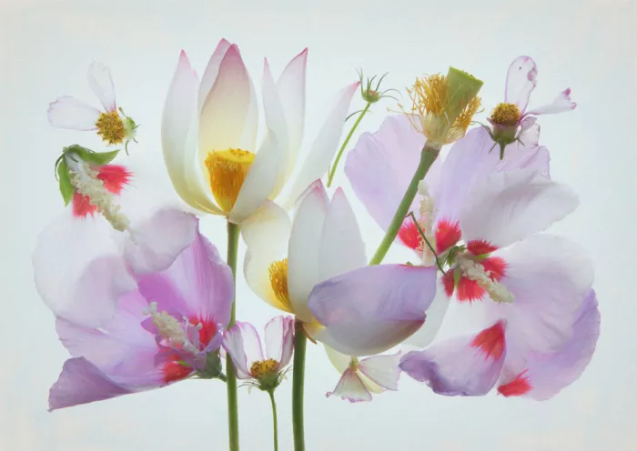 Zhou, Fangping: Lotus & Hibiscus