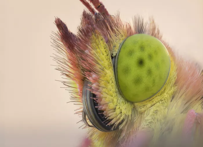 Scharf, Georg: Butterfly