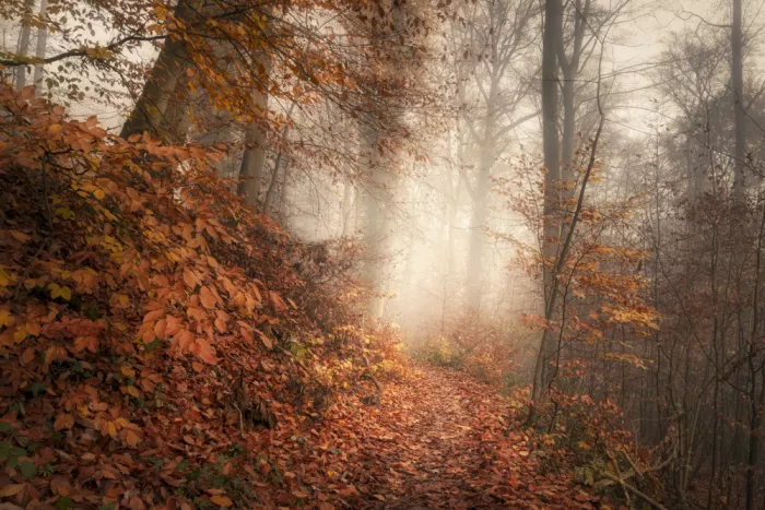 Maier, Norbert: On an autumn trail