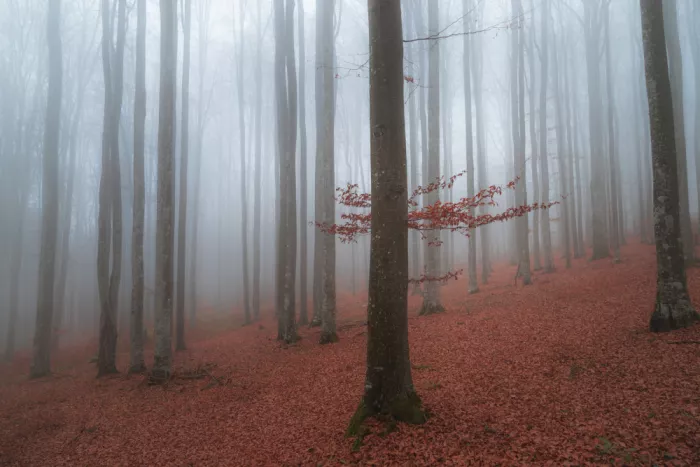 Coman, Ionut Alexandru: Late Autumn Detail in a Misty Forest
