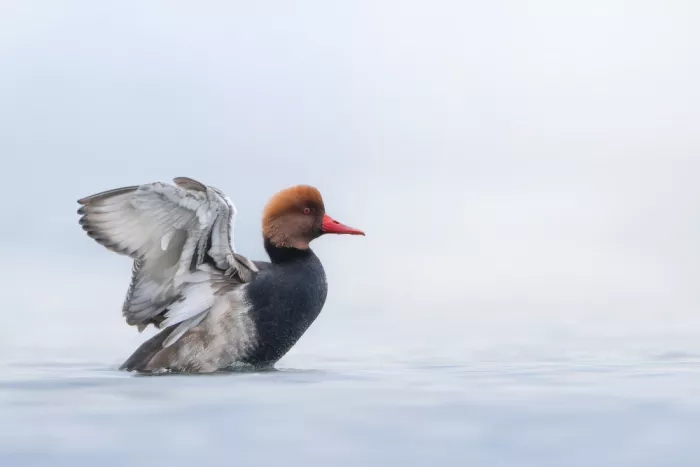Meier, Tom: Red Crested Pochard