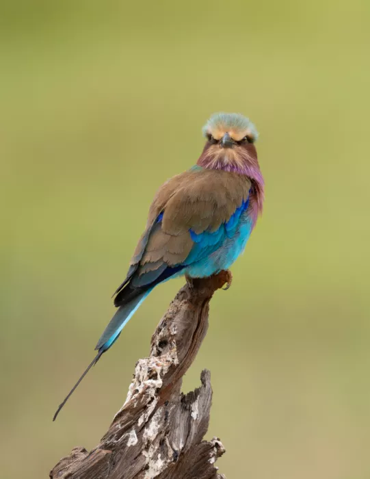 Cai, James: The lilac-breasted roller