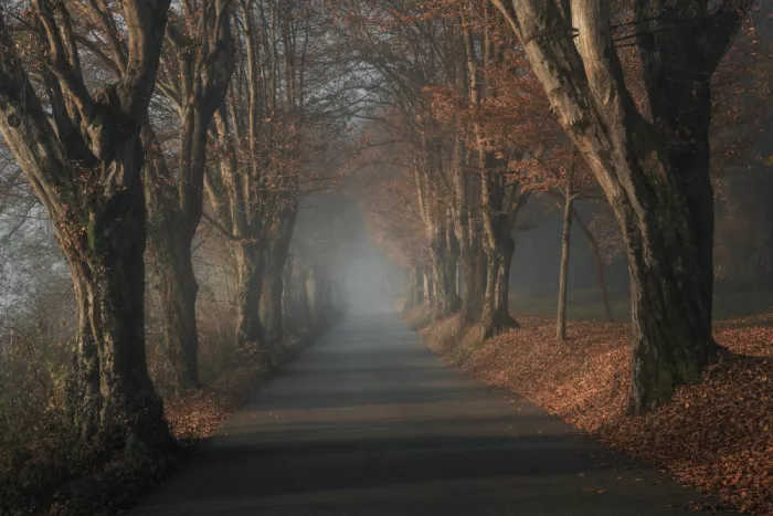 Franzoni, de Thomas: Along the Forgotten Path