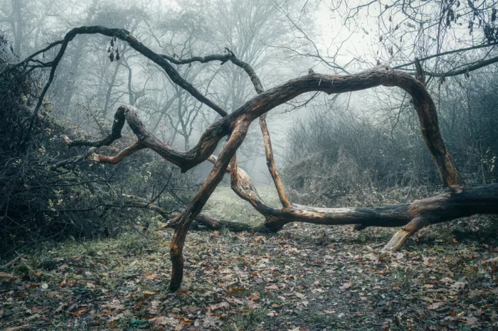 Andrica, Eduard: Fairytales woodland
