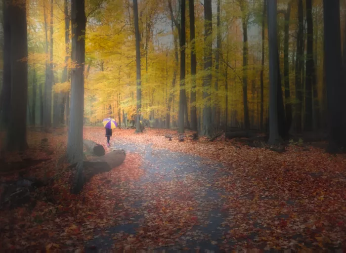 Lu, Ling: In the Woods