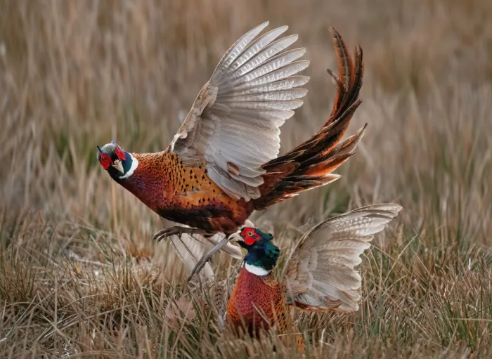 Wallberg, Allan: Pheasant fight