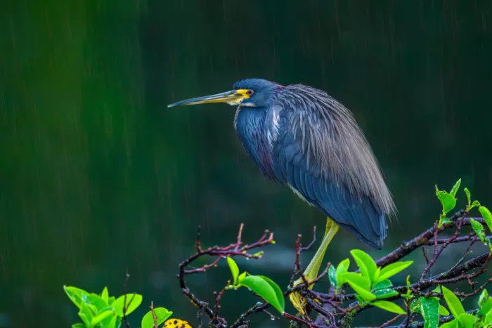 He, Mike: Dreifarben-Reiher im Regen